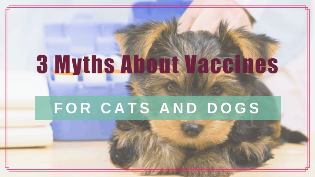 3 myths about vaccines for cats dogs boulder holistic vet angie krause