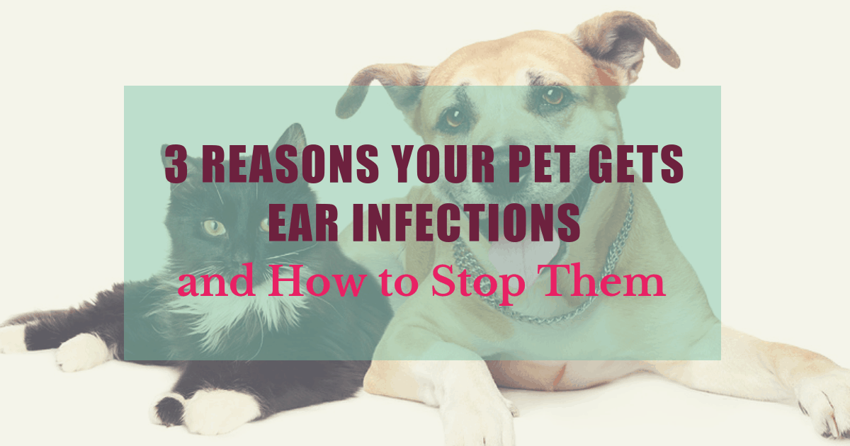 3 reasons your pet gets ear infections and how to stop them 1 1 boulder holistic vet angie krause