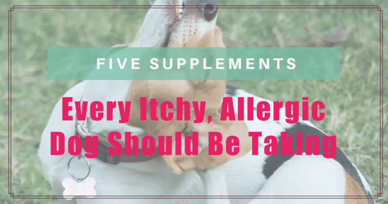 5 Supplements EVERY Itchy, Allergic Dog Should Be Taking
