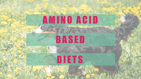 amino acid based diets and the itchy dog boulder holistic vet angie krause
