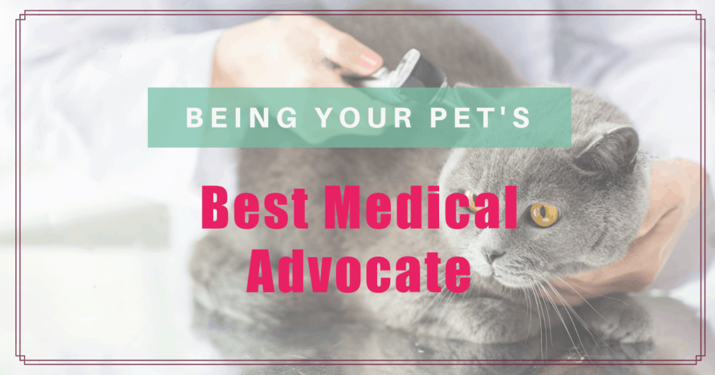 being your pets best medical advocate boulder holistic vet angie krause
