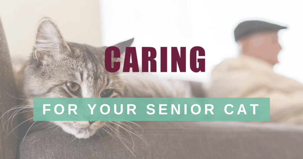 caring for your senior cat boulder holistic vet angie krause