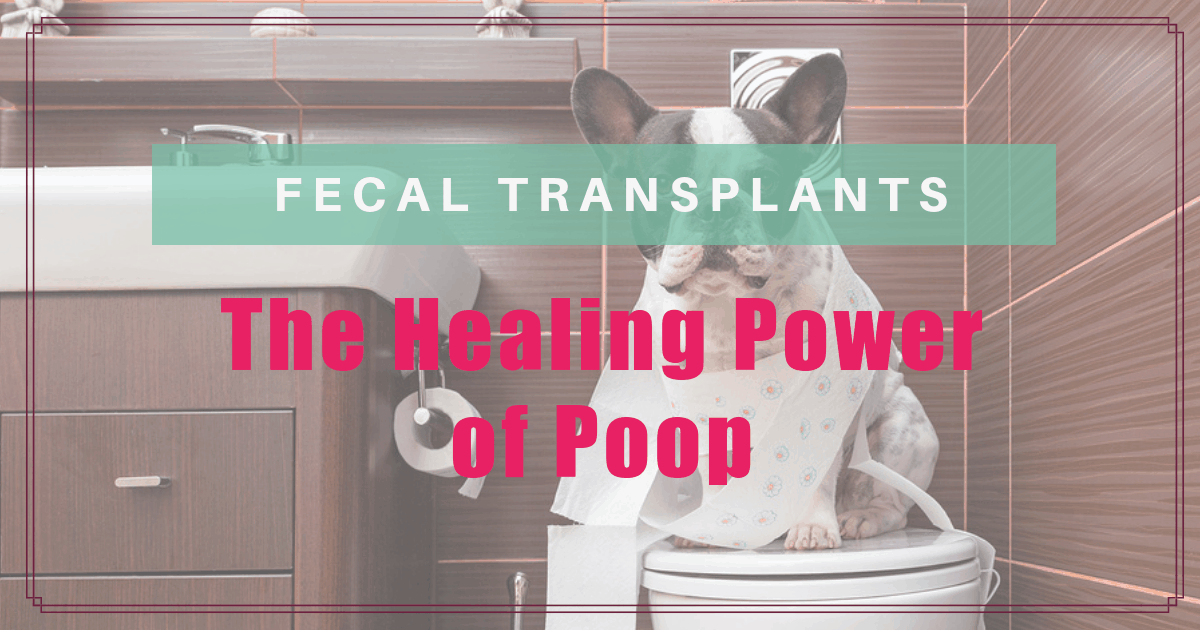 fecal transplants the healing power of poop boulder holistic vet angie krause