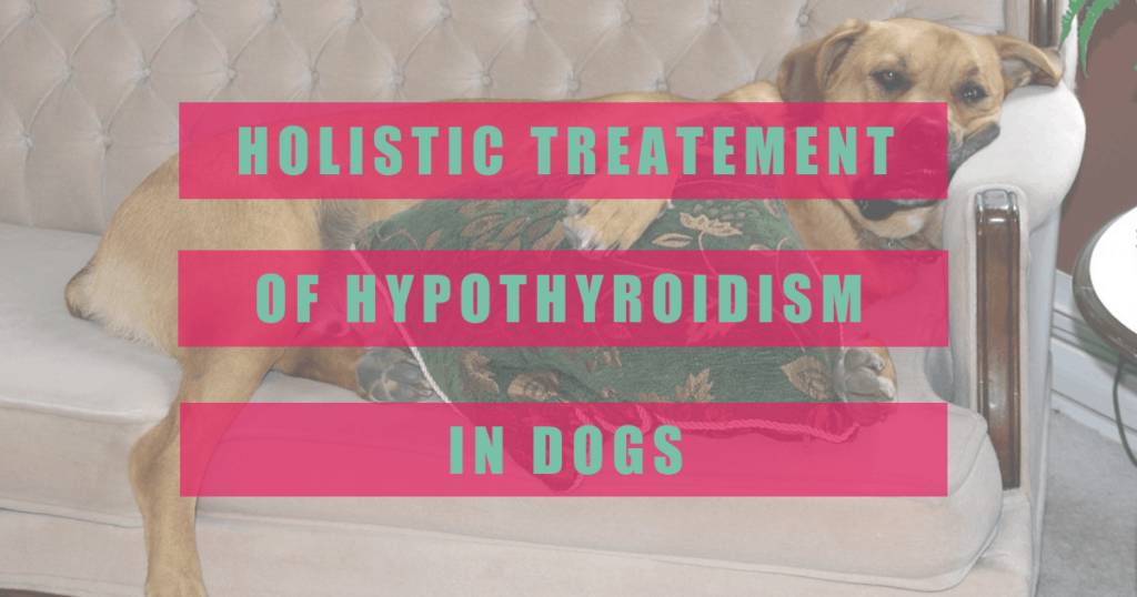 holistic treatment of hypothyroidism in dogs boulder holistic vet angie krause