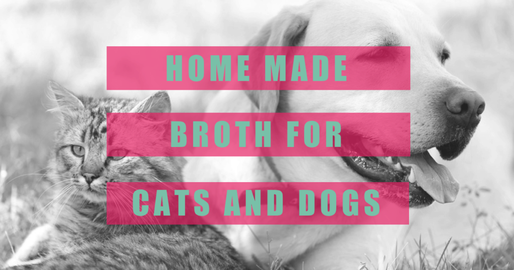 home made broth recipe for cats dogs boulder holistic vet angie krause