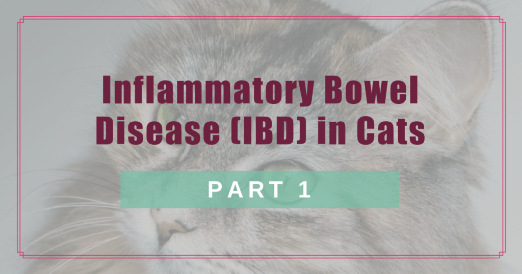 inflammatory bowel disease ibd in cats part 1 boulder holistic vet angie krause