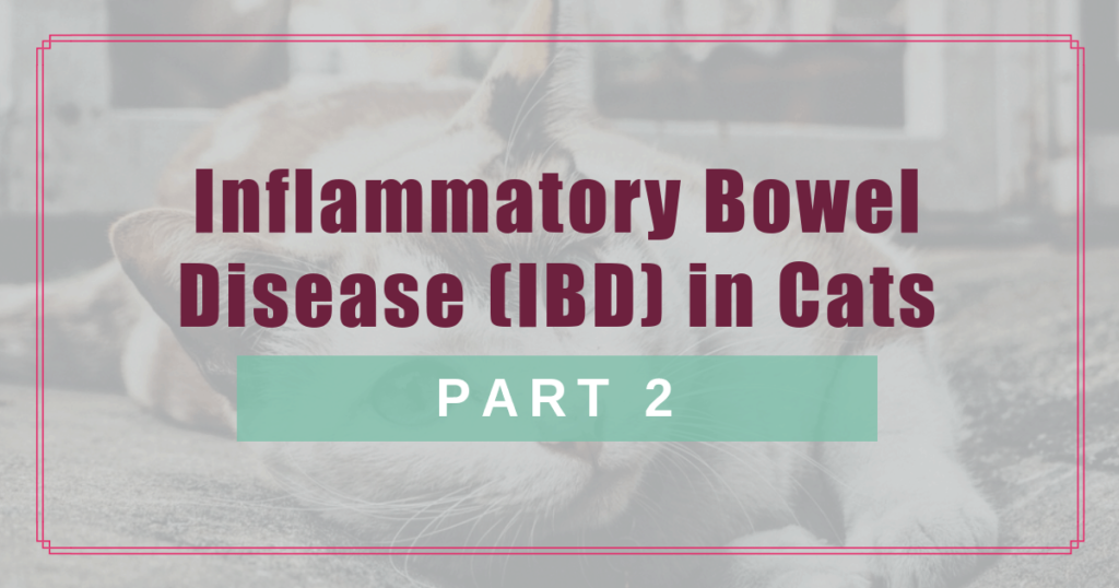 inflammatory bowel disease ibd in cats part 2 boulder holistic vet angie krause