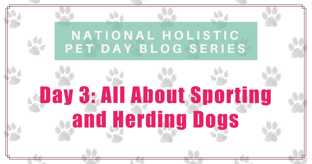 national holistic pet day all about sporting and herding dogs boulder holistic vet angie krause