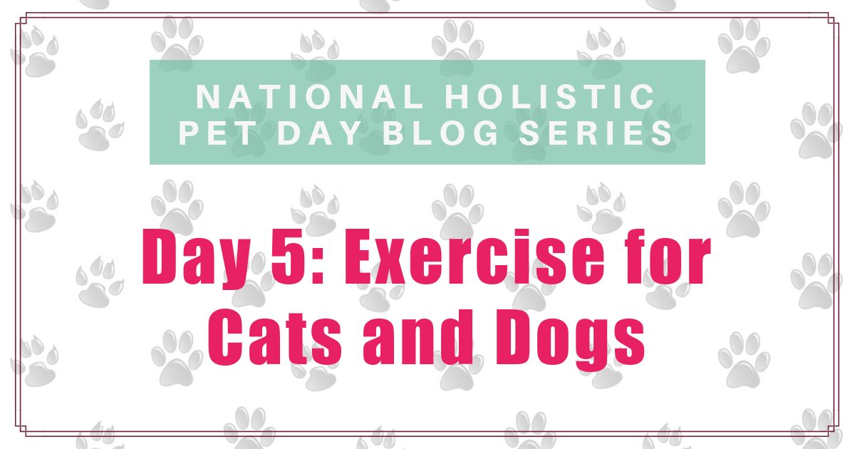 national holistic pet day exercise for cats and dogs boulder holistic vet angie krause