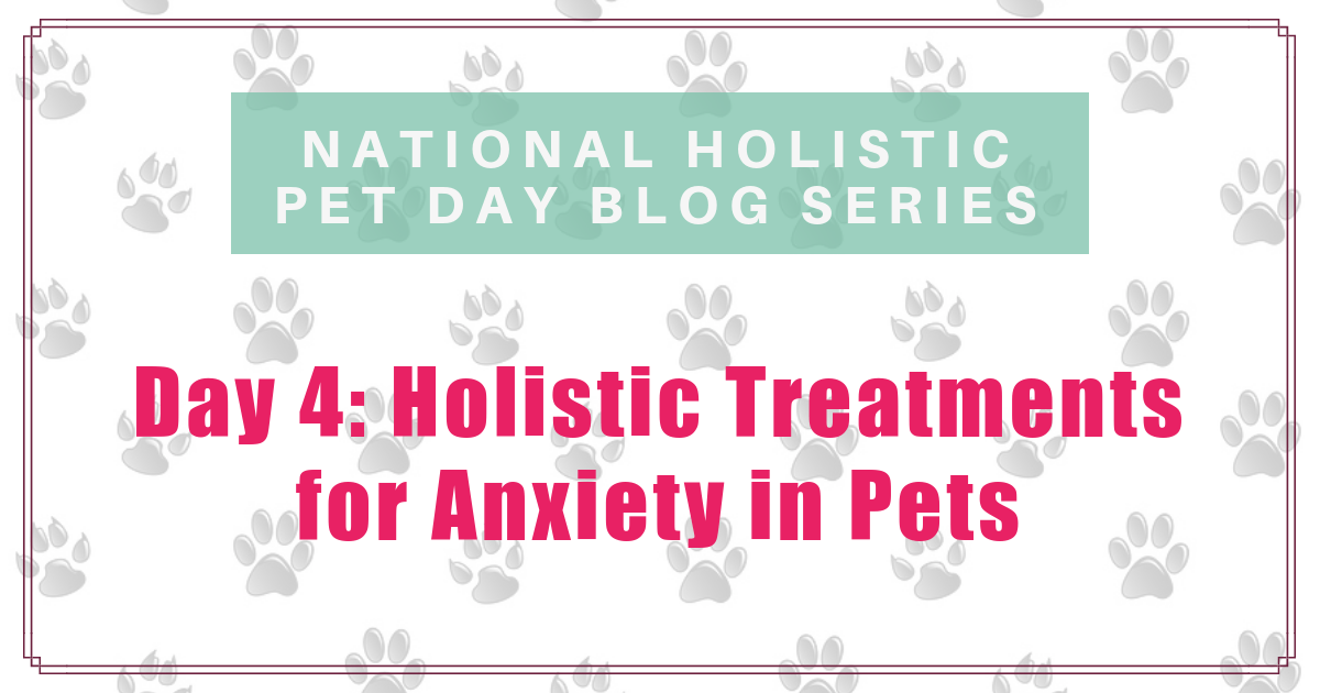 national holistic pet day holistic treatments for anxiety in pets boulder holistic vet angie krause
