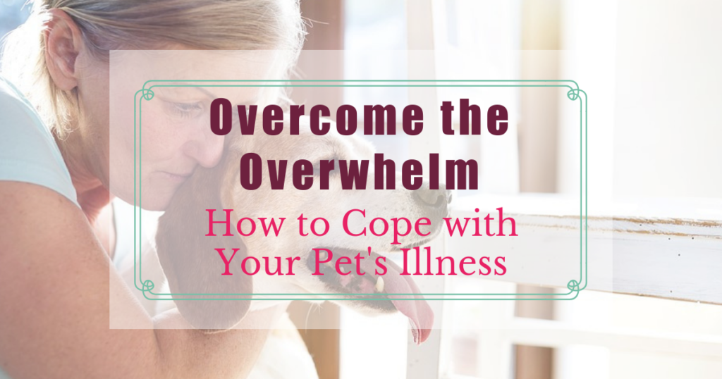 overcome the overwhelm how to cope with your pets illness boulder holistic vet angie krause