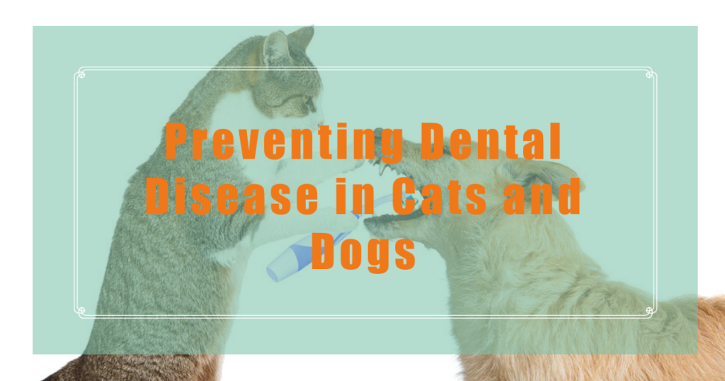 preventing dental disease in dogs and cats boulder holistic vet angie krause