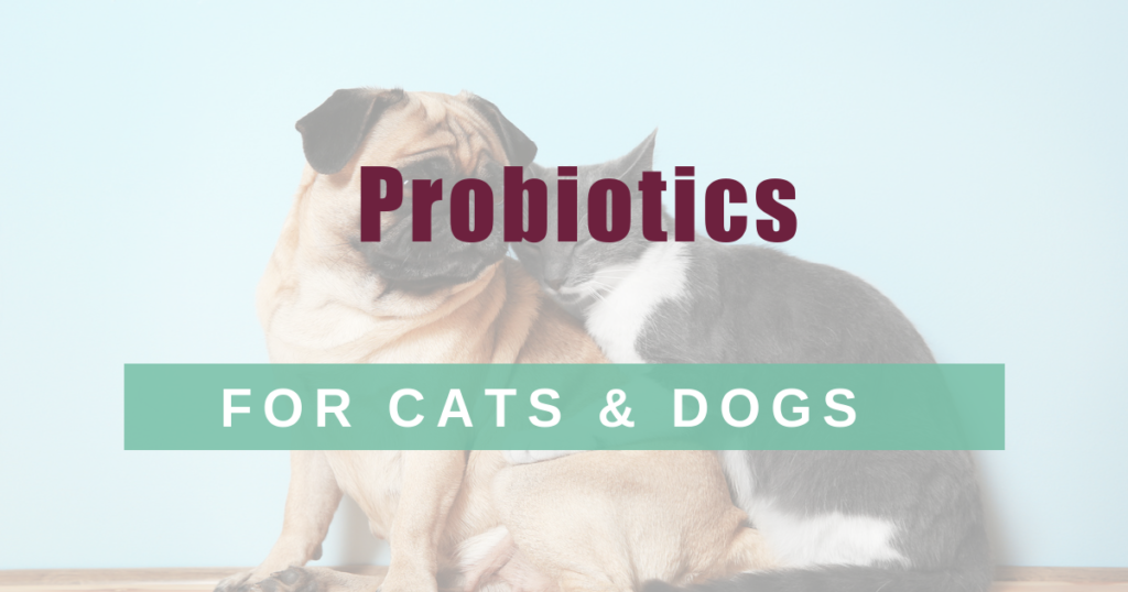 probiotics for cats dogs boulder holistic vet angie krause