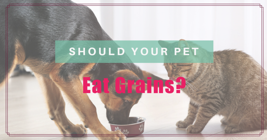 should your pet eat grains boulder holistic vet angie krause