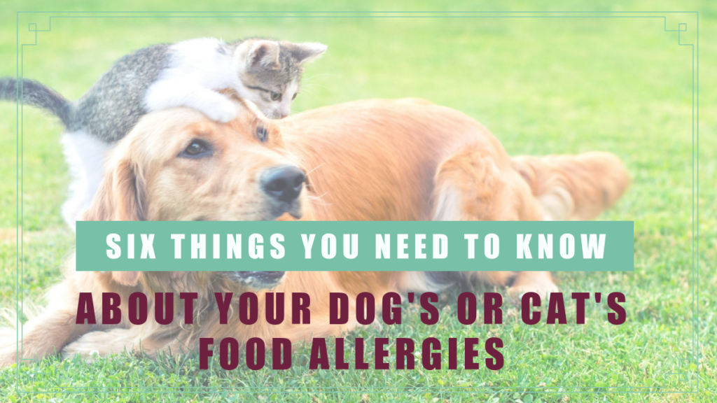 Six Things You Need To Know About Your Dog Or Cat S Food Allergies