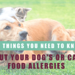 six things you need to know about your dog or cats food allergies boulder holistic vet angie krause