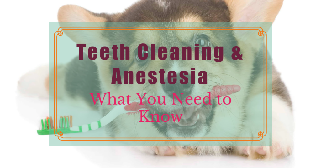 teeth cleaning and anesthesia what you need to know boulder holistic vet angie krause