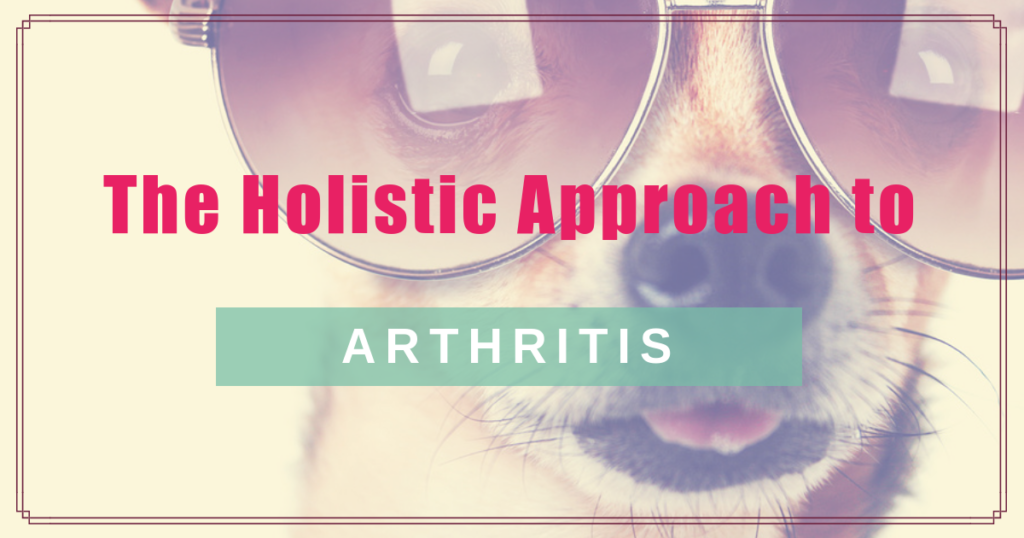 the holistic approach to arthritis boulder holistic vet angie krause