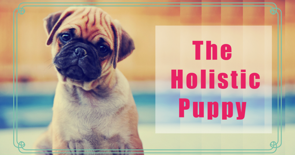 the holistic puppy boulder holistic vet angie krause