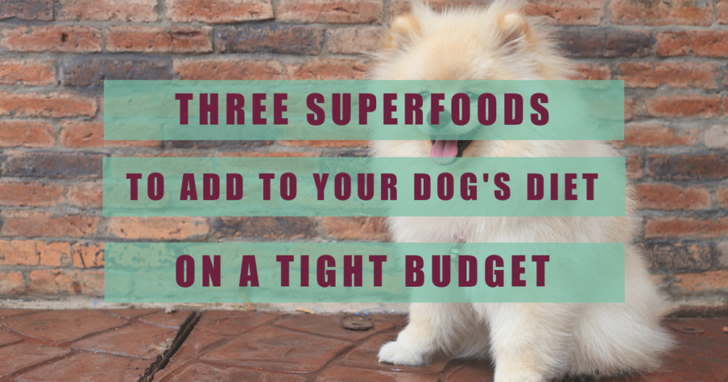 three superfoods to add to your dog diet on a tight budget boulder holistic vet angie krause