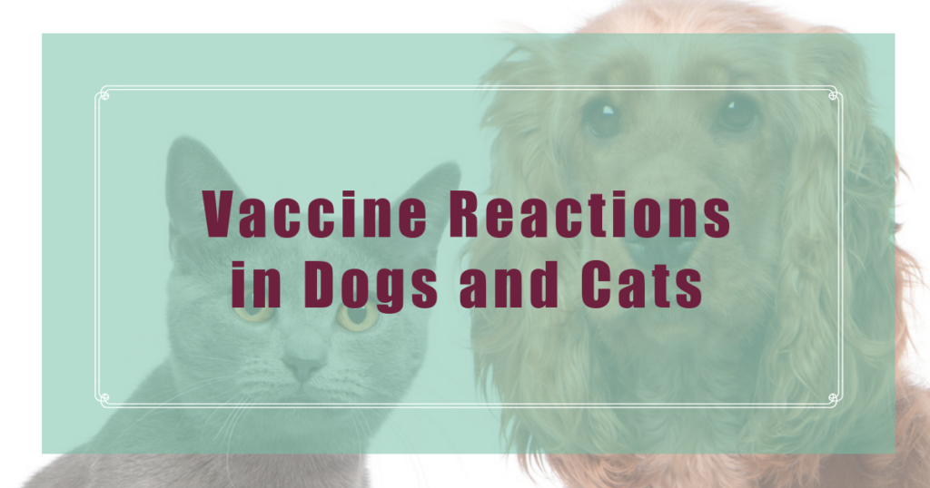 vaccine reactions in dogs and cats boulder holistic vet angie krause