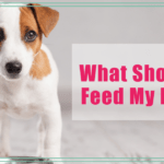 what should i feed my dog boulder holistic vet angie krause