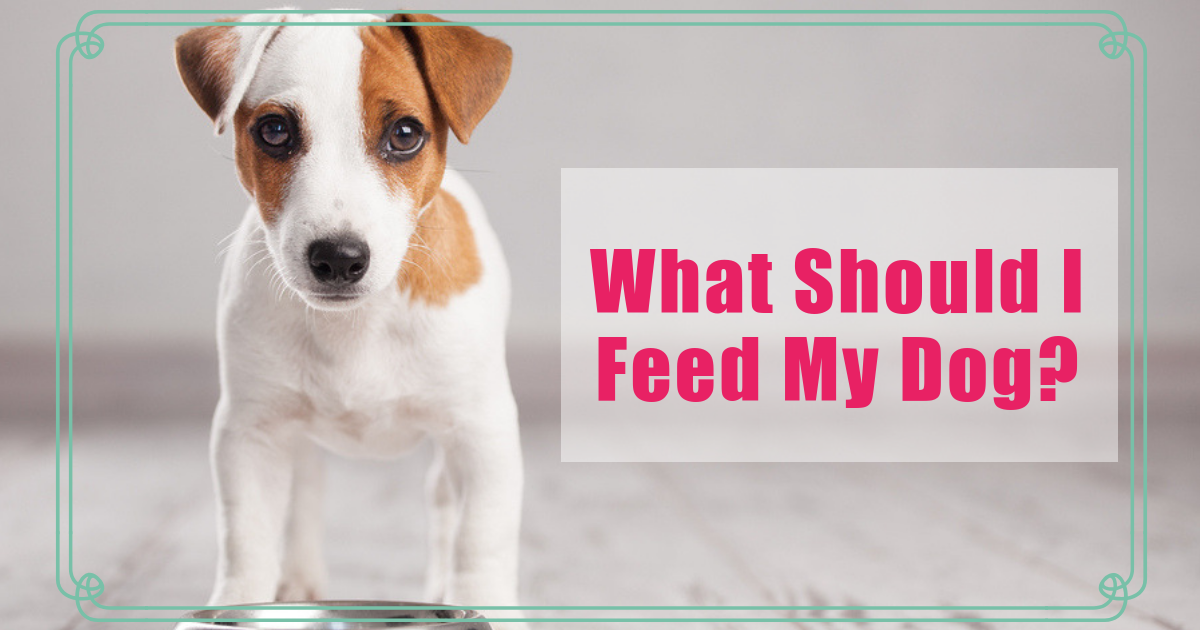 what to feed my dog