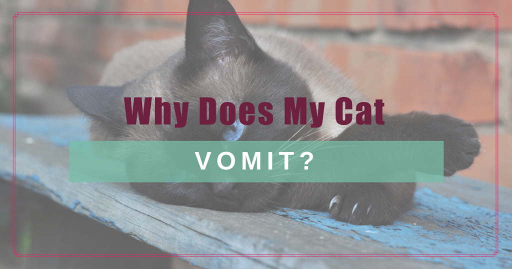 why does my cat vomit boulder holistic vet angie krause