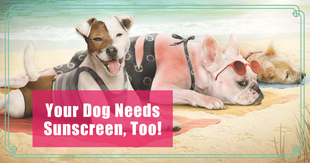your dog needs sunscreen too boulder holistic vet angie krause