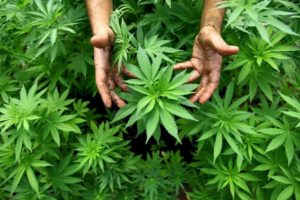 hemp cannabis plant