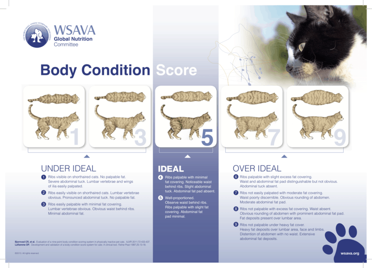 body condition cats boulderholisticvet dr. angie krause
