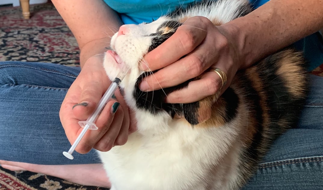 How to Medicate Your Cat Boulder Holistic Vet