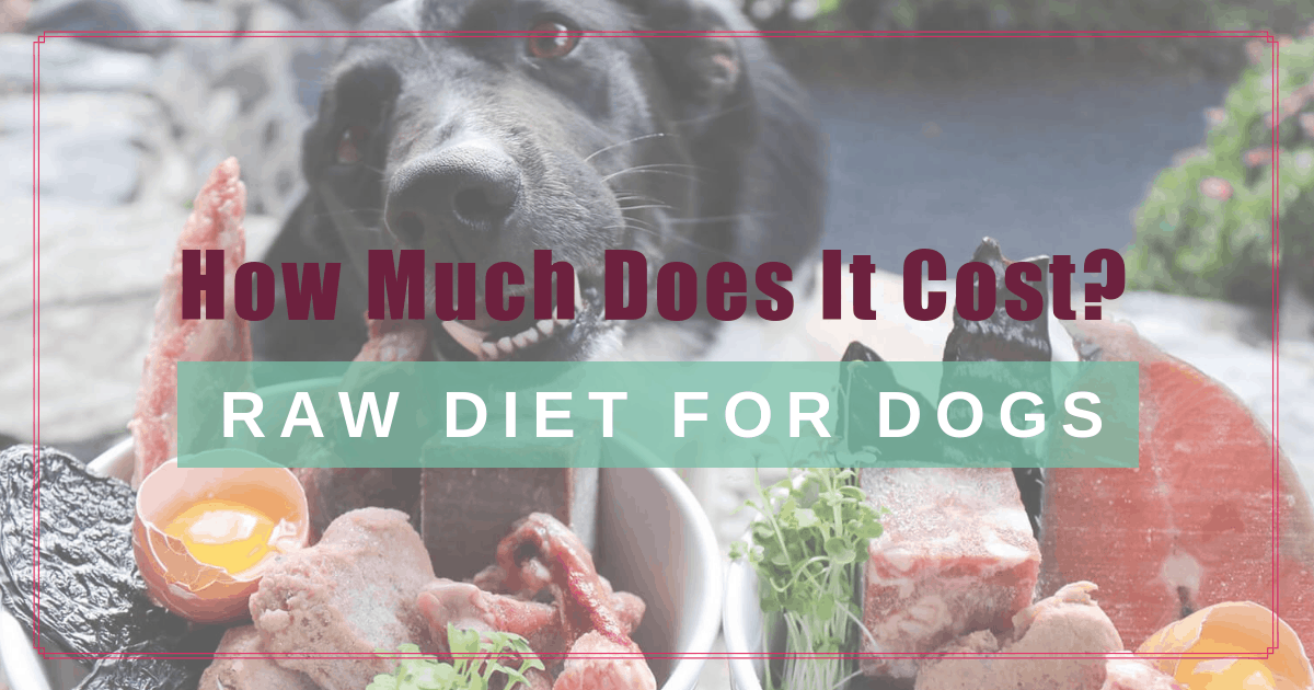 It Cost to Feed My Dog a Raw Diet 