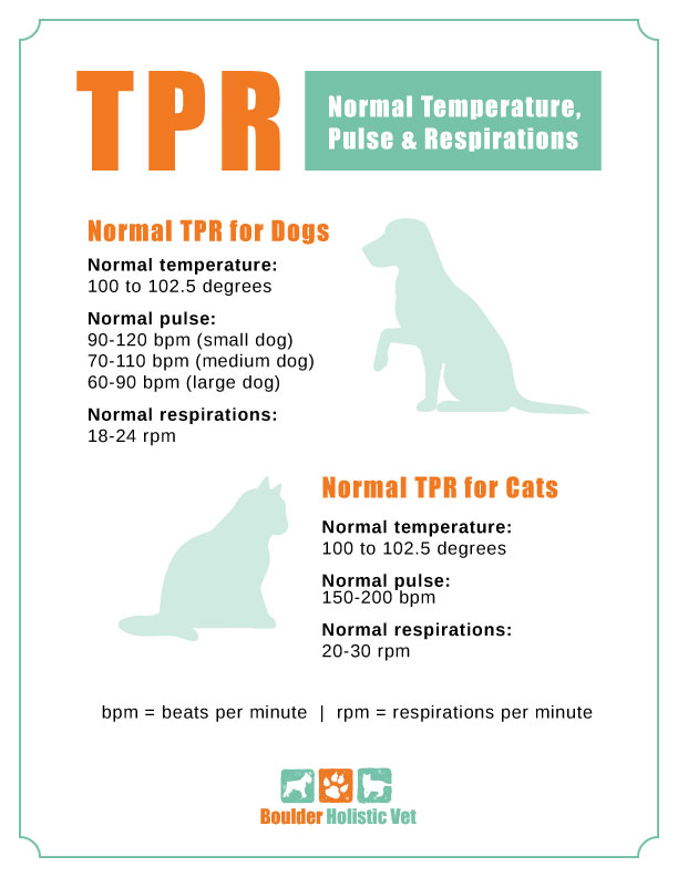 what is a dogs normal respiration rate
