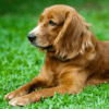 Canine Cancer Support Bundle - Image 2