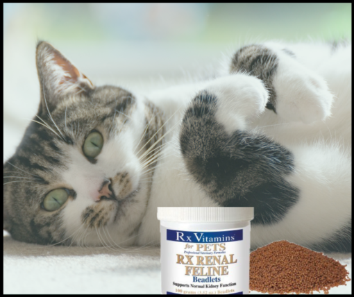 Kidney disease in cats supported by Rx Renal Beadlets kidney supplement for cats