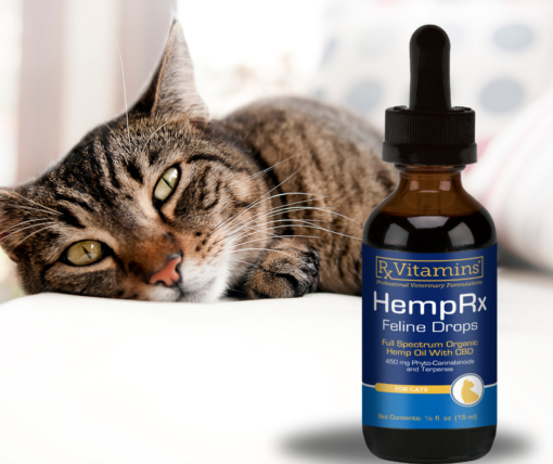 Cat with CBD