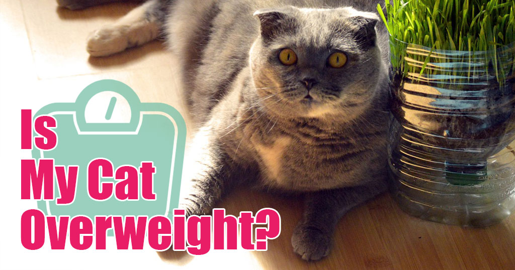 cat is overweight