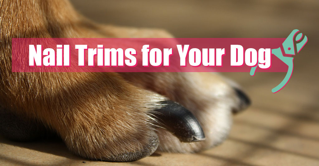 Nail Trims for Your Dog