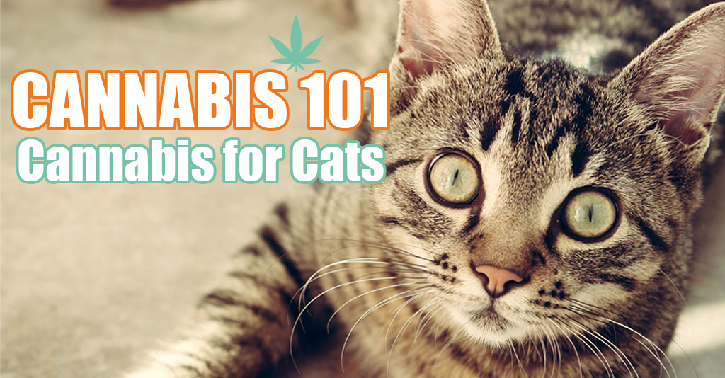 cannabis for cats