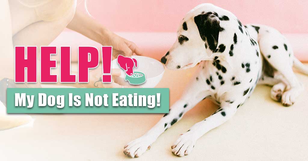 dog is not eating