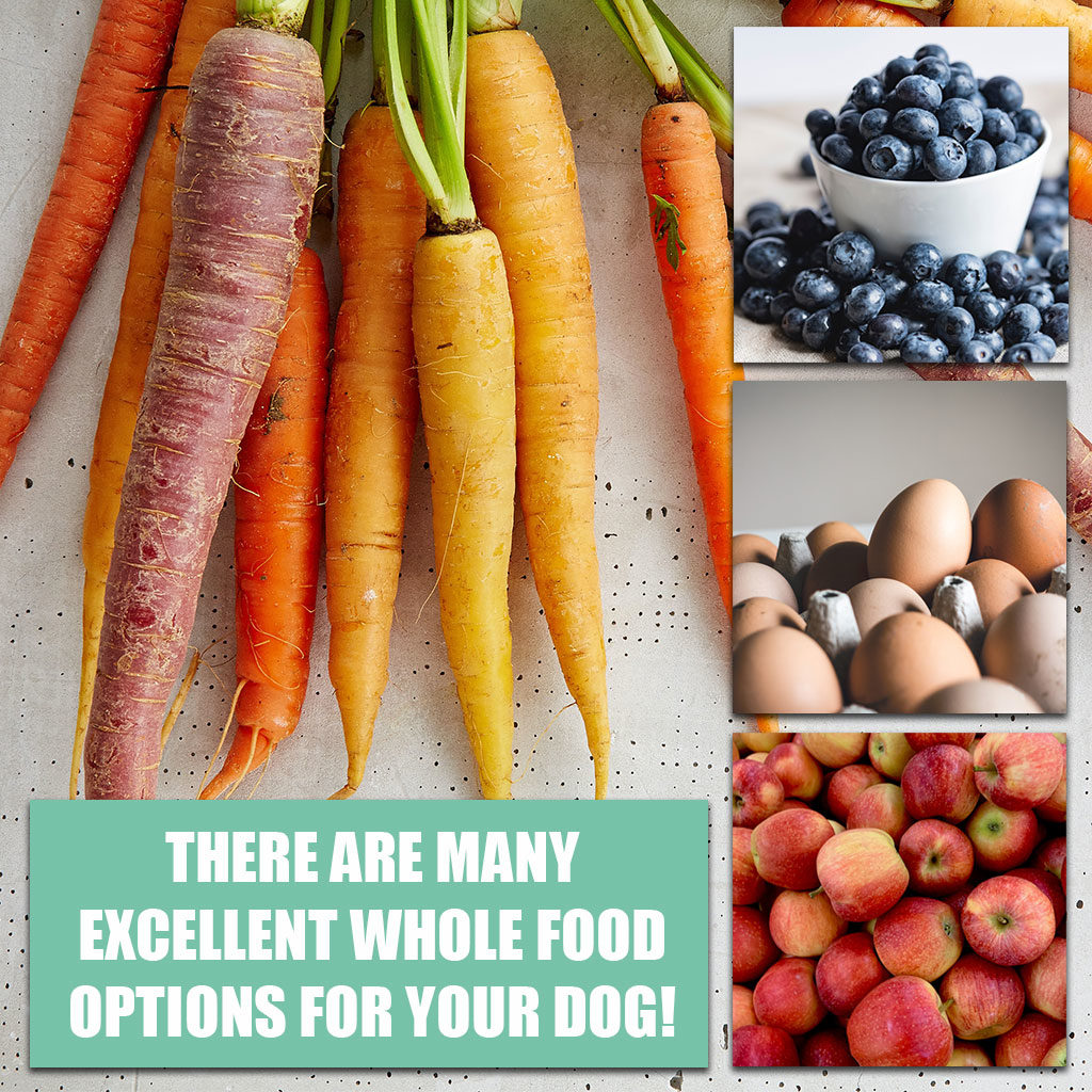 What Foods Can Dogs Eat?