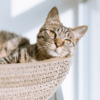 Feline Cancer Support Bundle - Image 2