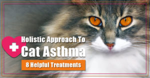 Holistic Approach to Cat Asthma: 8 Helpful Treatments