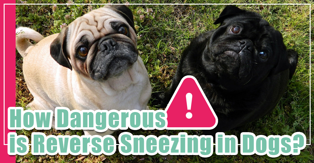 Is reverse sneezing in dogs dangerous?