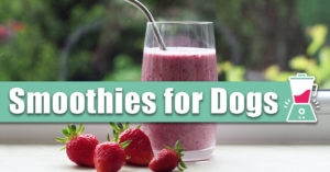 smoothies for dogs