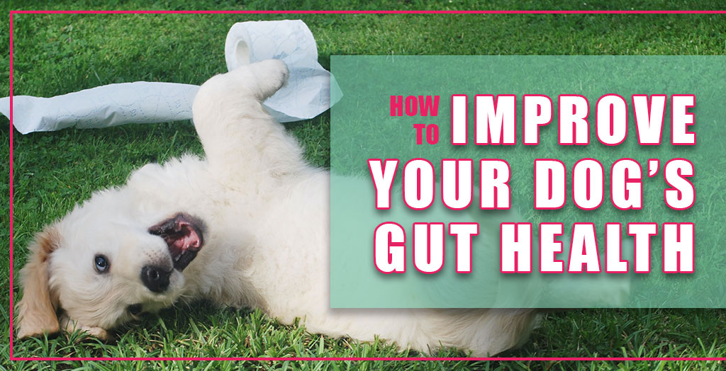 dog-gut-health