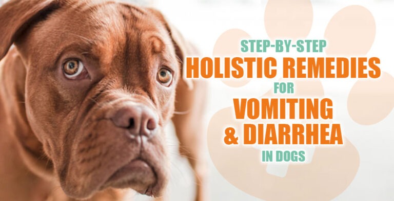 step-by-step-holistic-remedies-for-vomiting-and-diarrhea-in-dogs