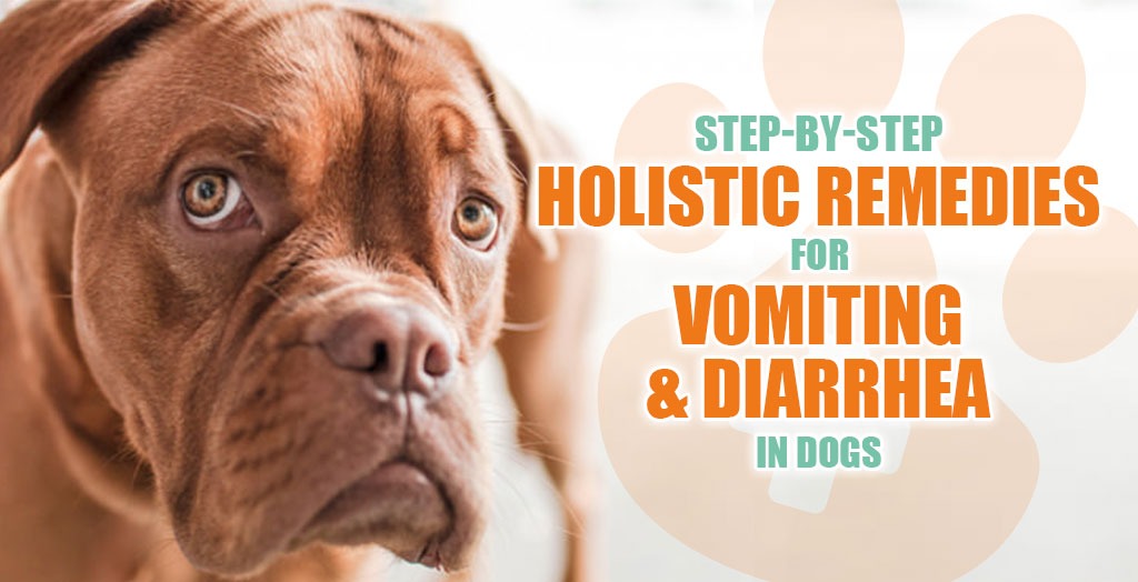 Step By Step Holistic Remedies For Vomiting And Diarrhea In Dogs 