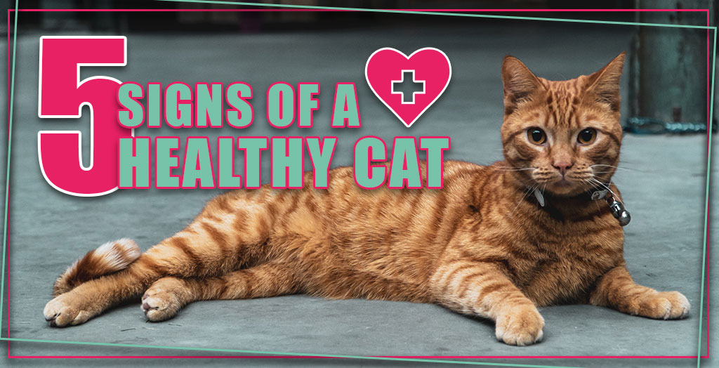 signs of a healthy cat